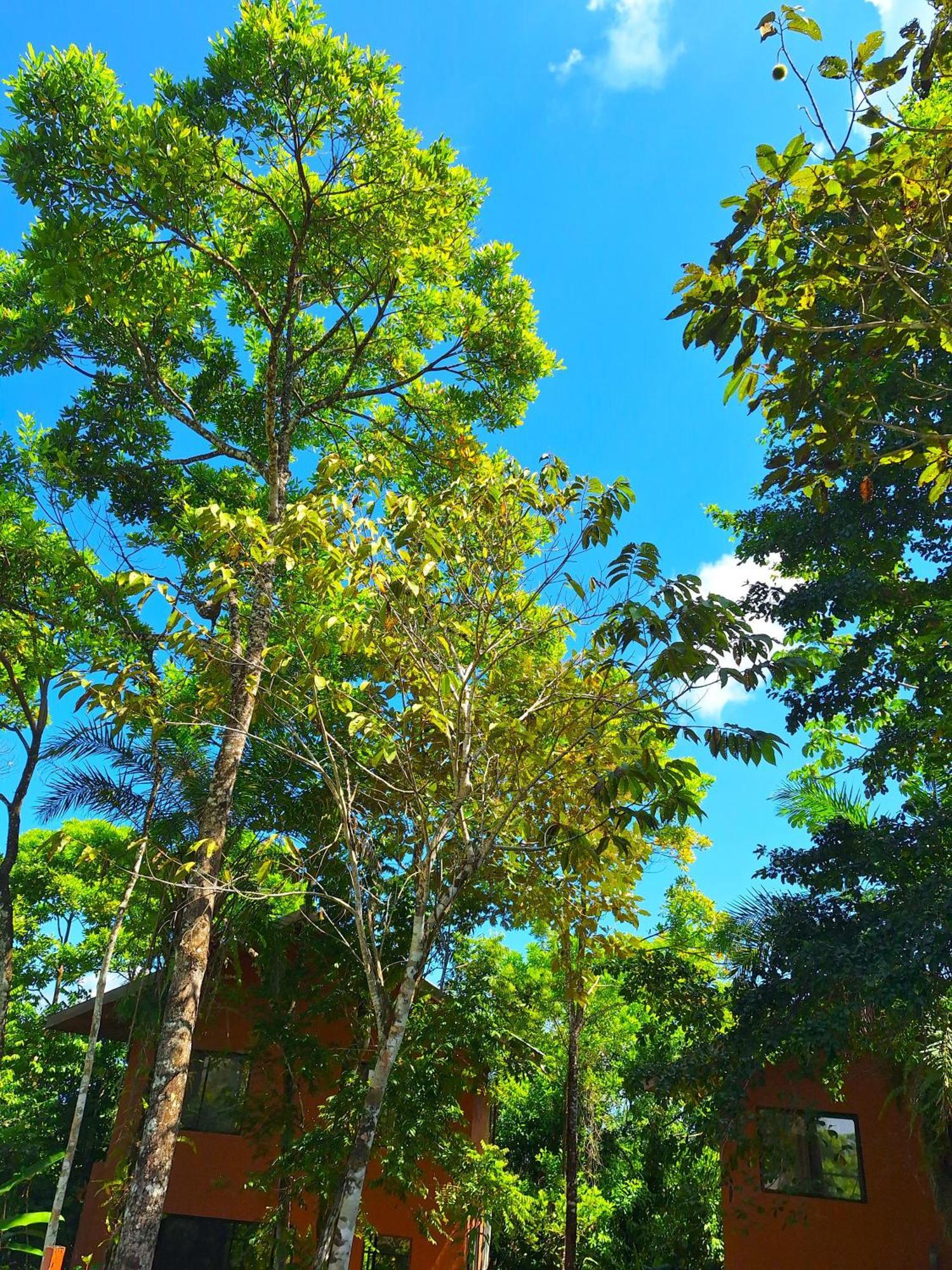 Corcovado Private Villas - Corcovado Private Reserve Puerto Jimenez Luaran gambar