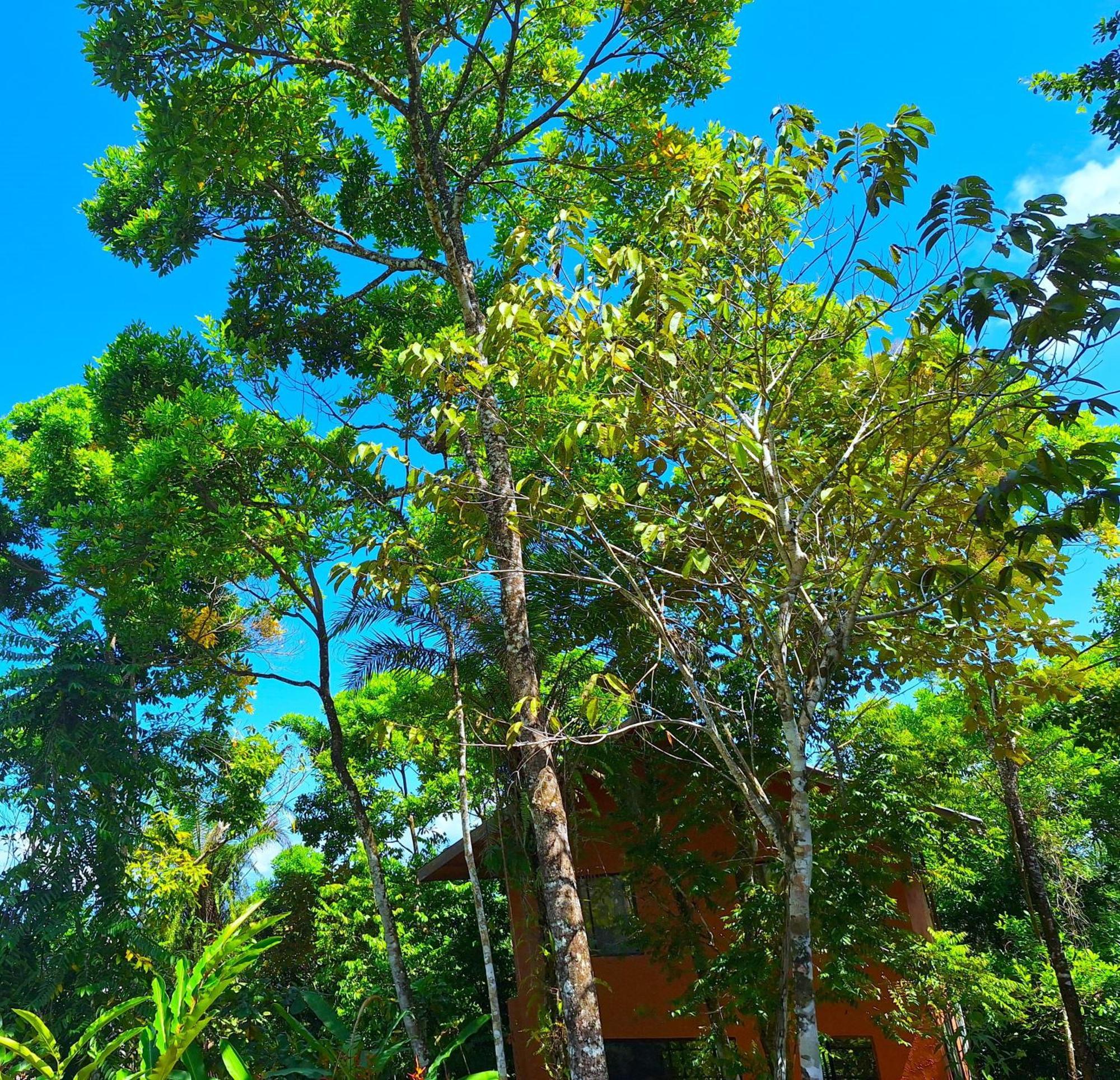 Corcovado Private Villas - Corcovado Private Reserve Puerto Jimenez Luaran gambar